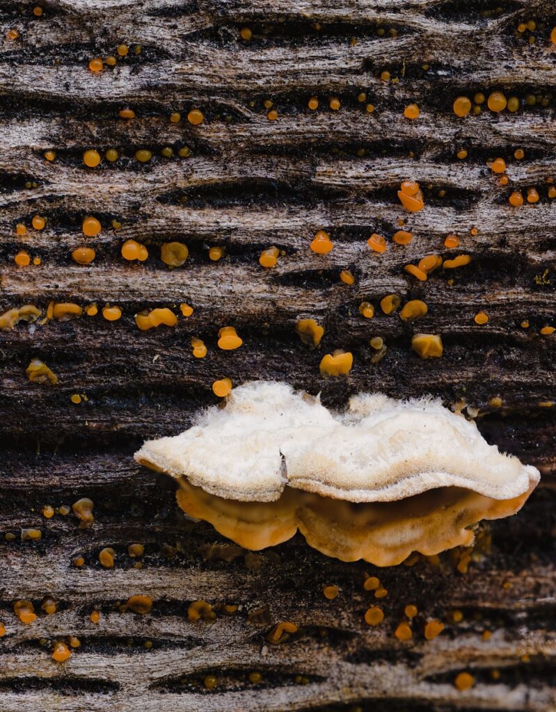 fungus-fire