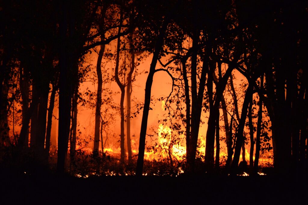 forest-fire-1