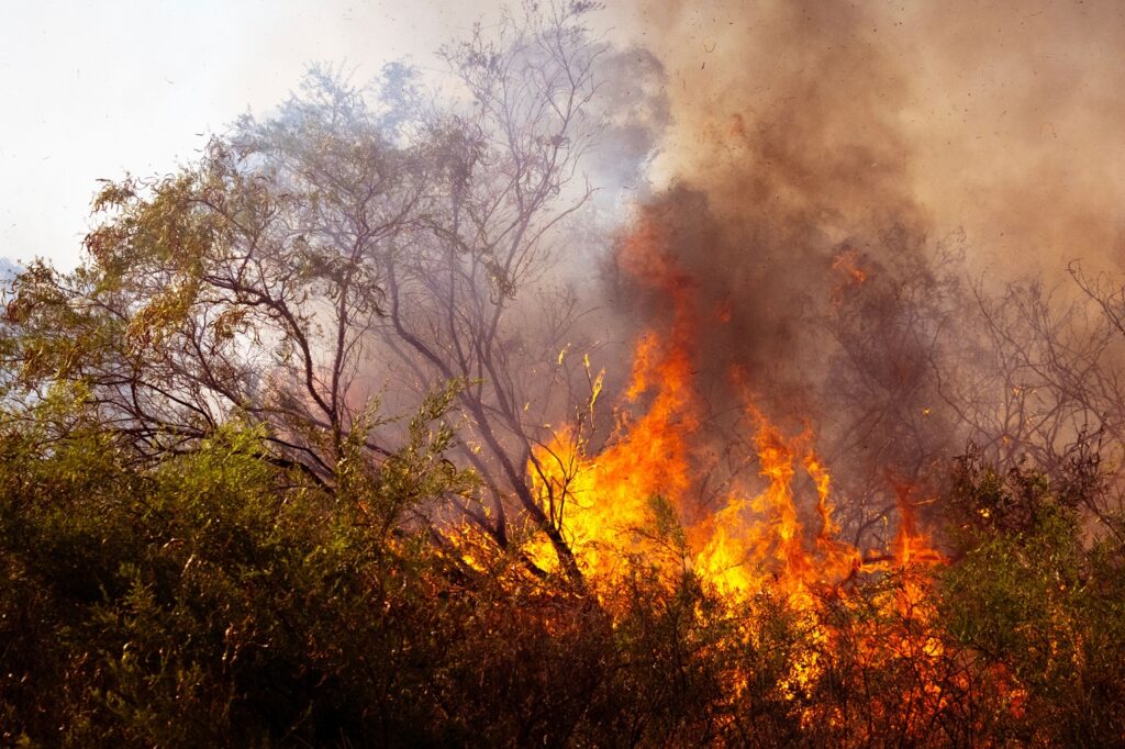 forest-fire-2