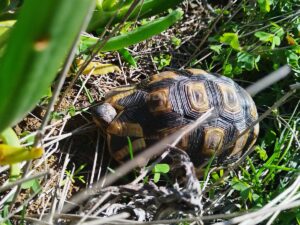 leopard-tortoise-baby