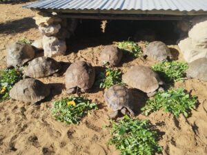 leopard-tortoise-group