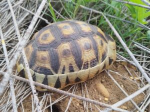 tortoise-rescue