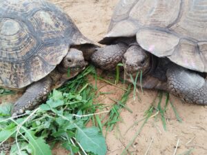 leopard-tortoise-food