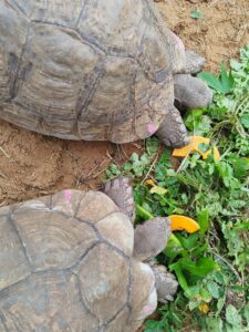 tortoise-sanctuary