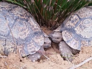 tortoise habitats