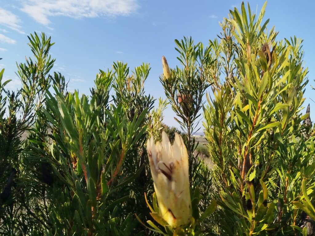 fynbos-fire