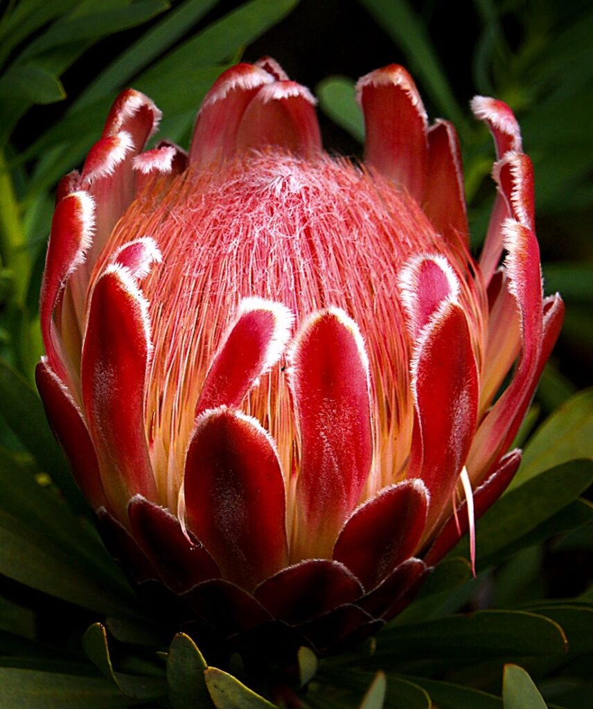 red-protea
