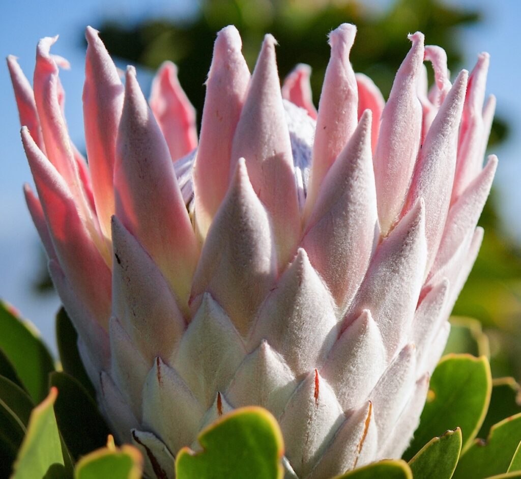 pink-protea