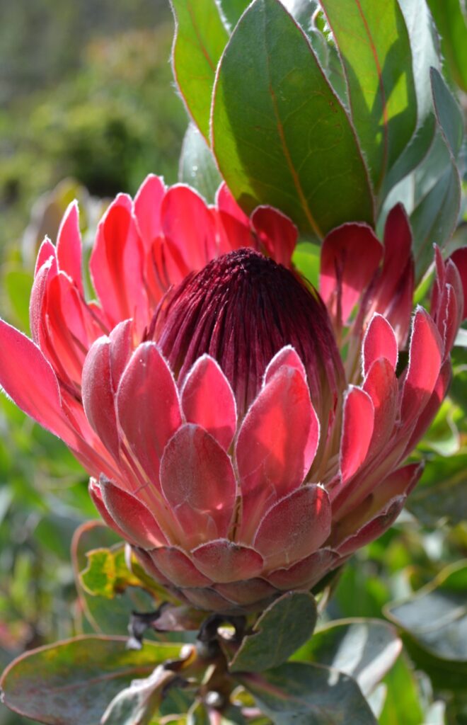 flowering-protea