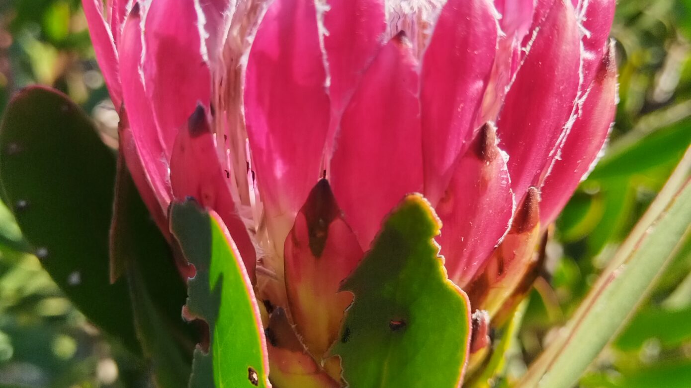 protea-obtusifolia