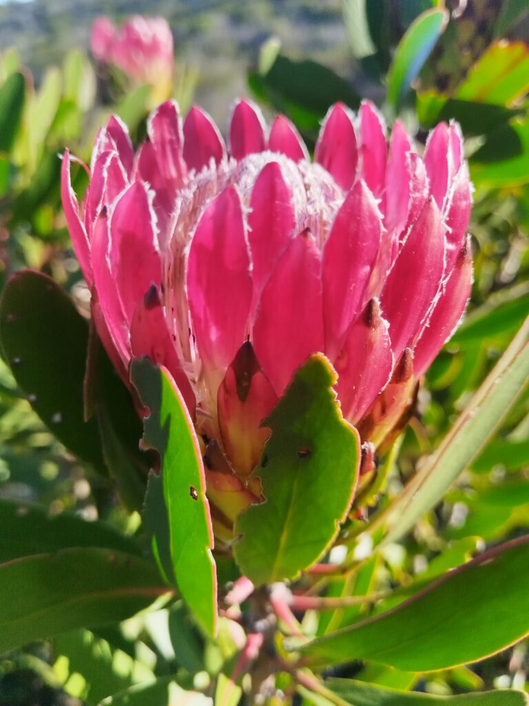 protea-obtusifolia