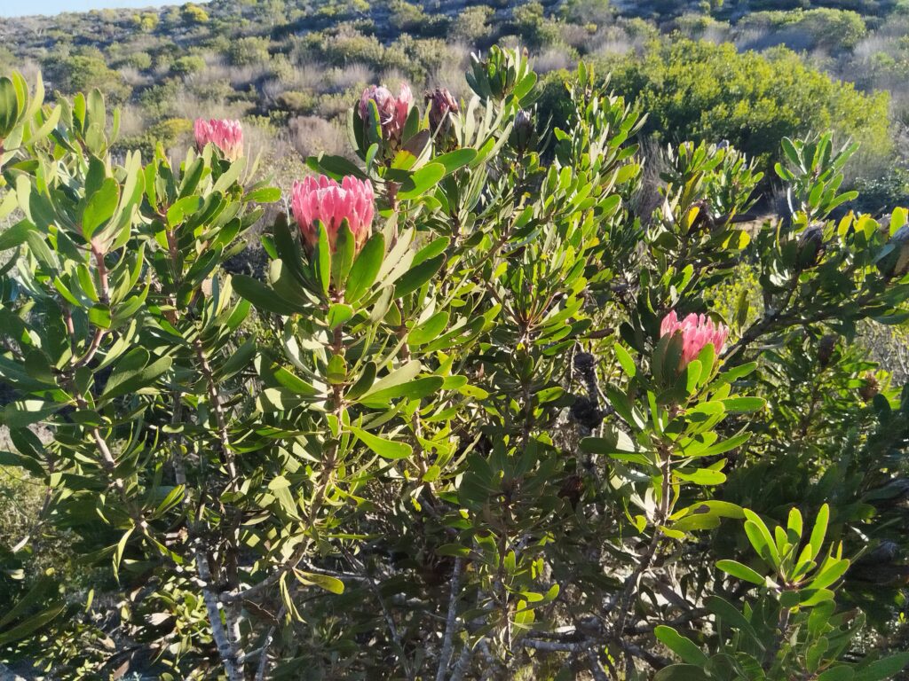 proteas-in-nature