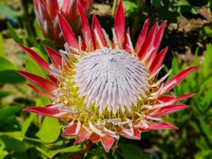 king-protea-fynbos
