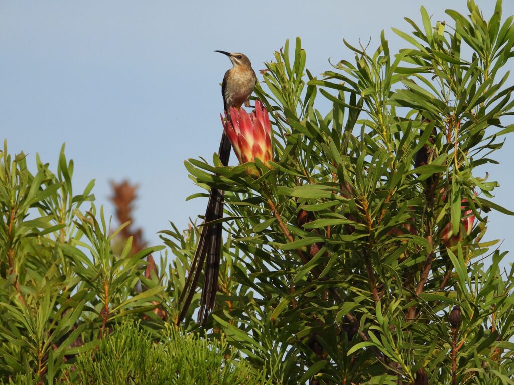 protea-sunbird