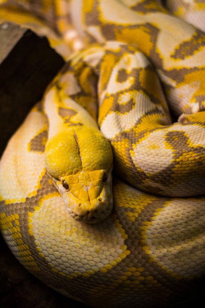 snakes-in-wilderness