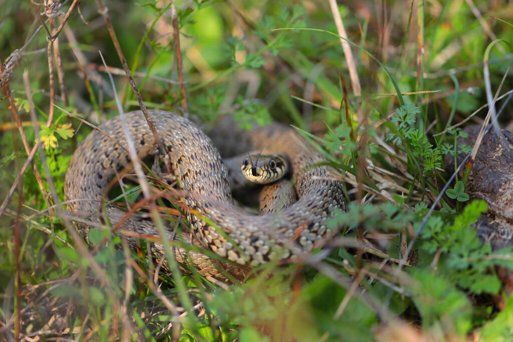 wild-snake
