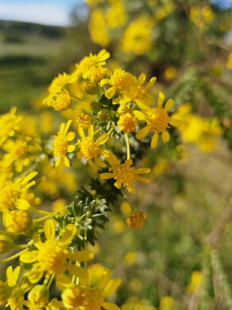 renosterveld
