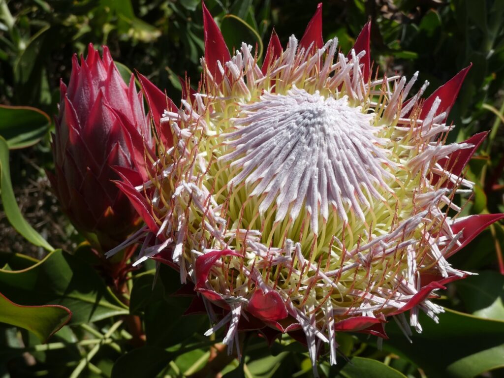 king-protea-south-africa