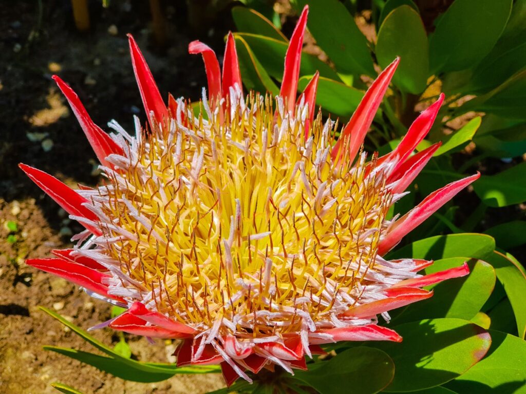 king-protea-south-africa