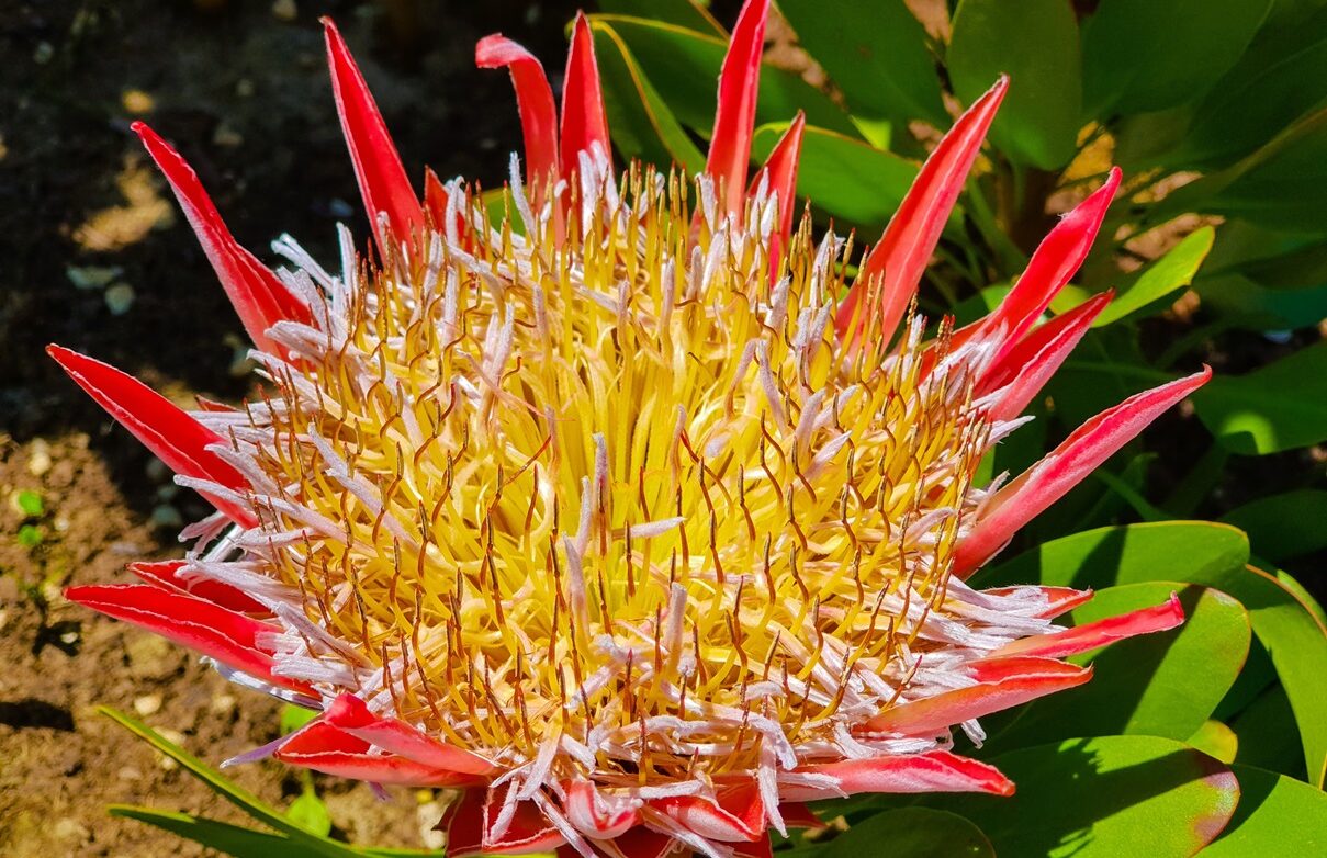 king-protea-south-africa