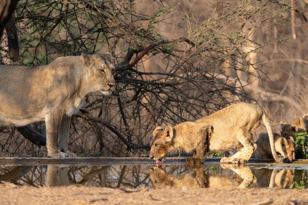lions-africa