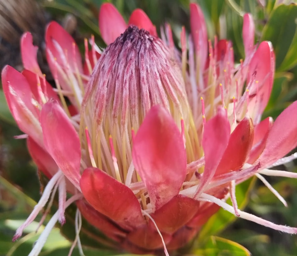 wild-protea