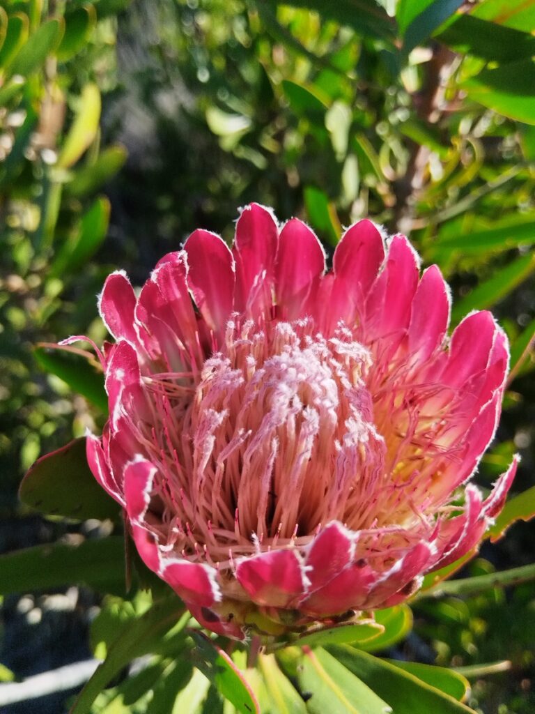 protea-obtusifolia
