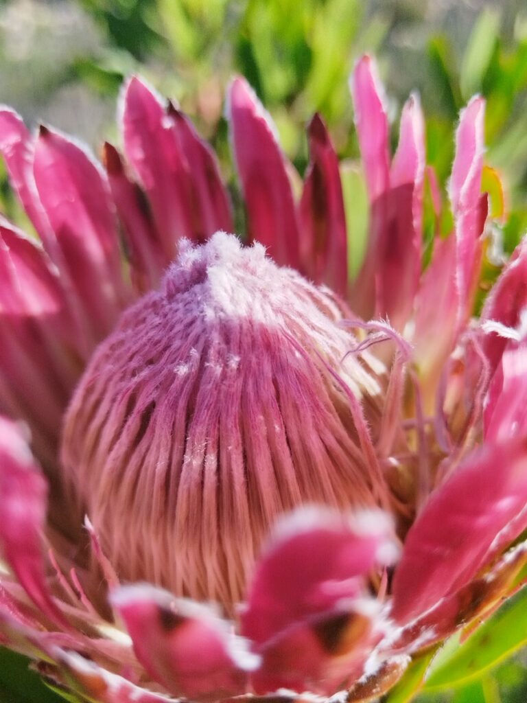 protea