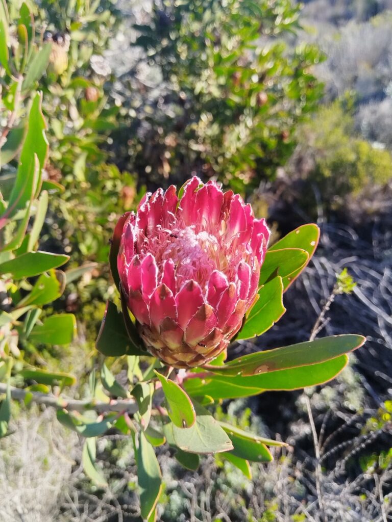 protea-single-flower