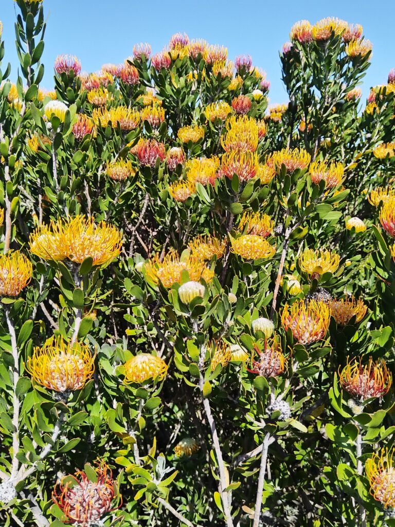 pincushions