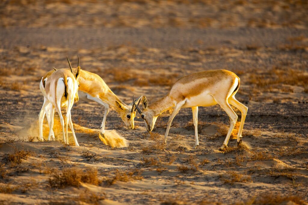 springbok-south-africa