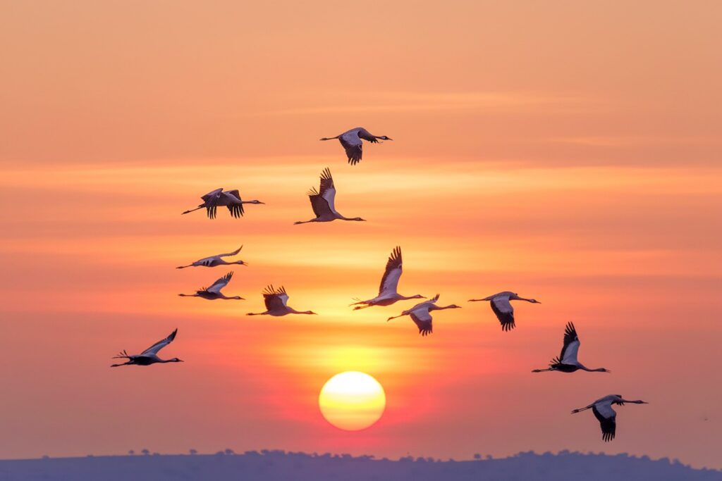 bird-migrations