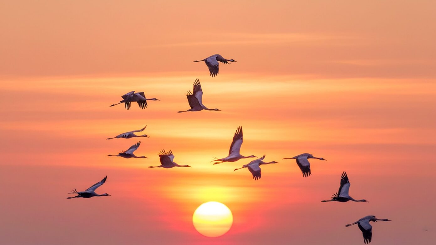 bird-migrations