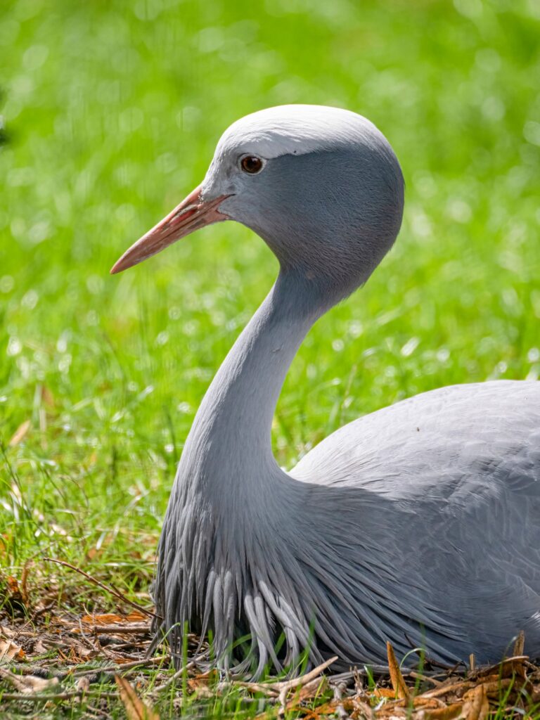 blue-crane