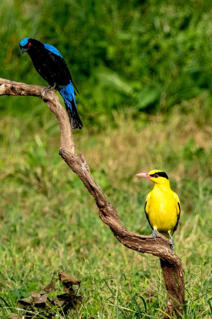 birdlife-report-2026