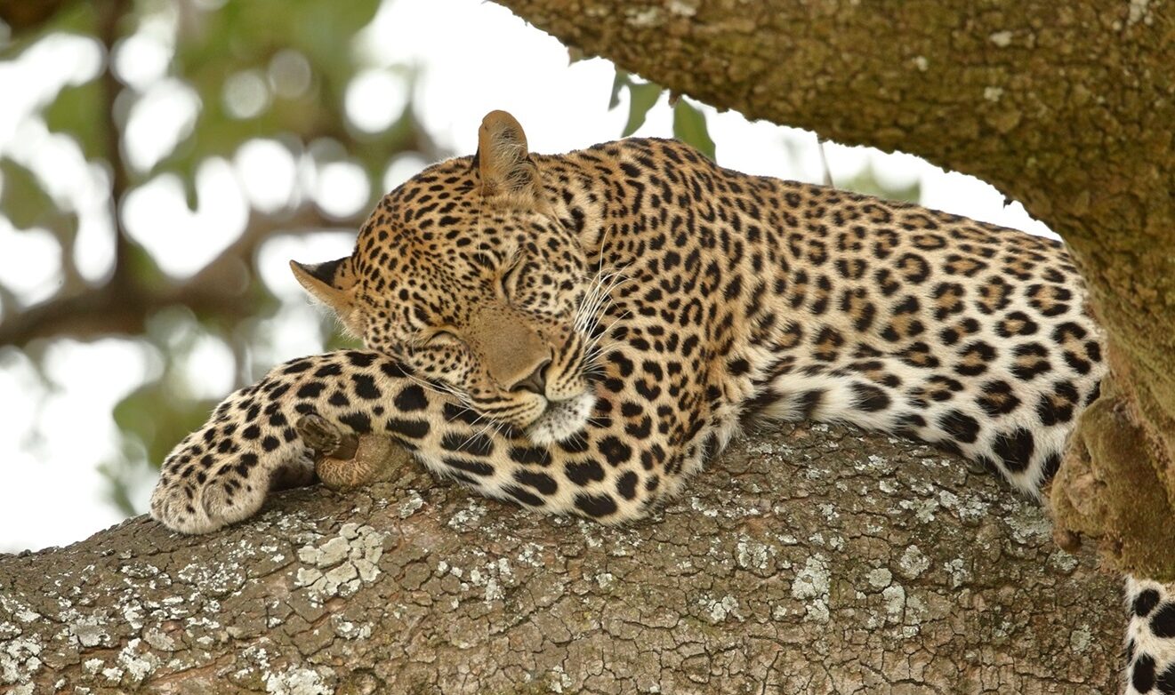 leopard-hunting