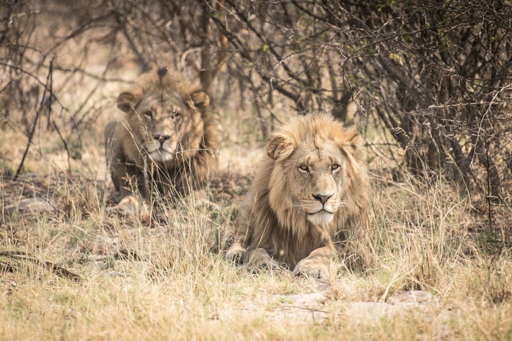 lion-hunting