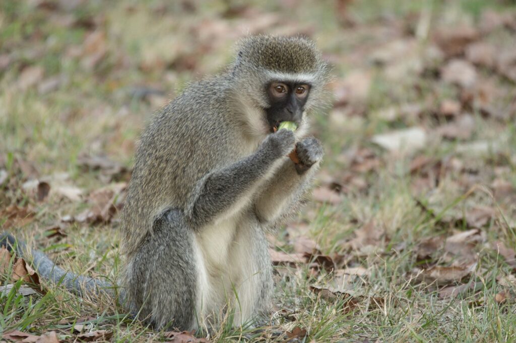 vervet-monkeys